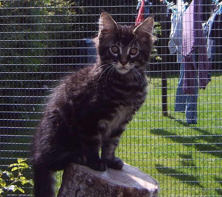 Maine Coon DK Snowshy’s Balbora - Balbora, 10 uger billede 14