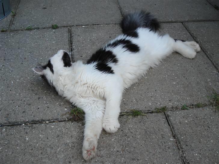 Maine Coon Smilla  billede 3