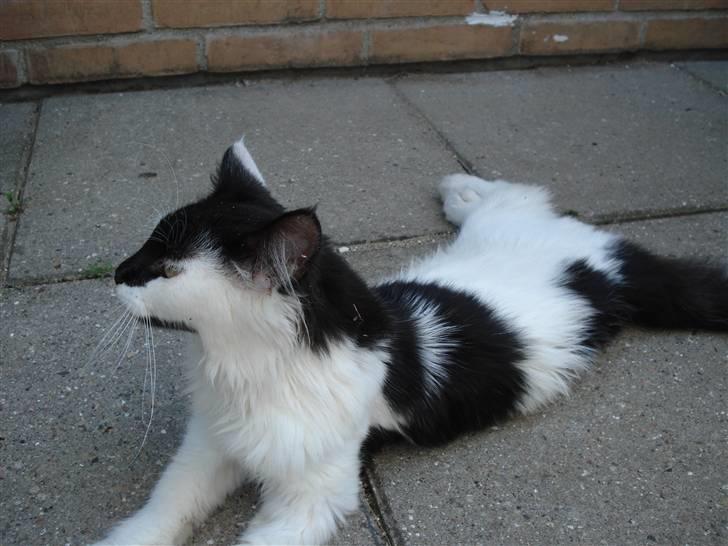 Maine Coon Smilla  billede 5