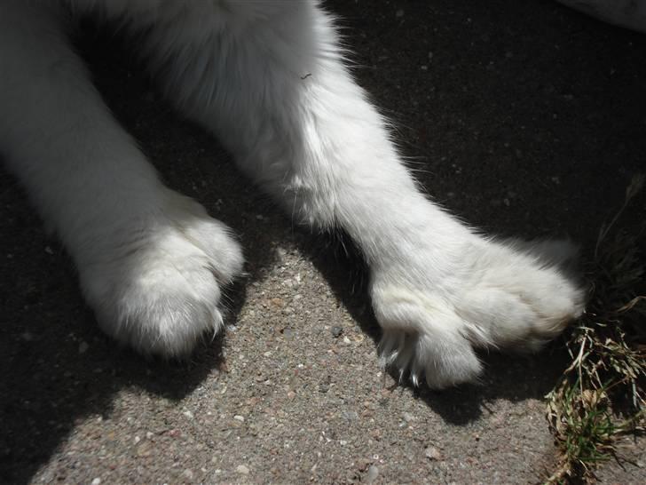 Maine Coon Smilla  - polydactyle katte har flere tæer end normalt, Smilla har 6 på forpoterne og 5 på bagpoterne. billede 6