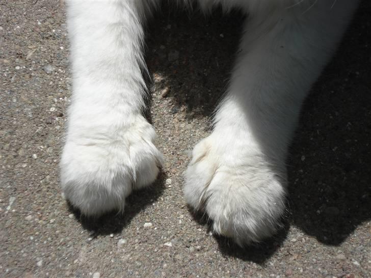 Maine Coon Smilla  - 1,2,3..... mange billede 7
