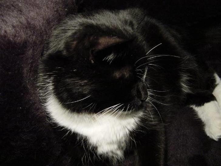 Blanding af racer Mennis - Hygge på faux fur tæppe på stolen ved siden af sengen billede 2