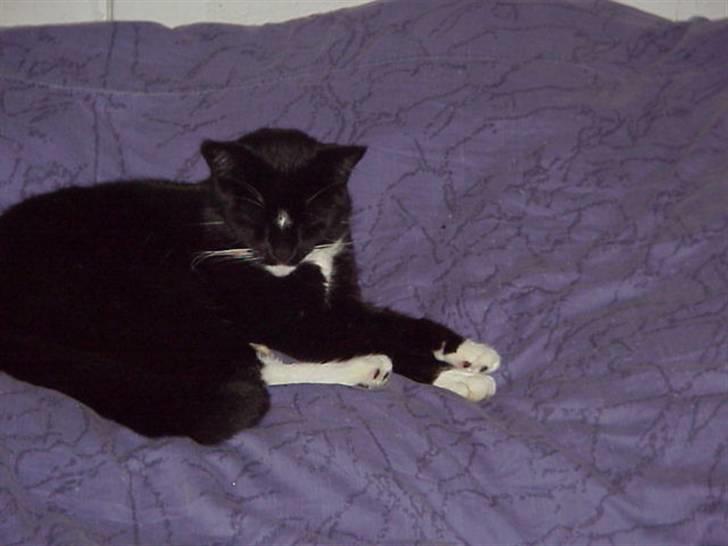 Blanding af racer Mennis - Min dyne i 8 timer - hans dyne i 16 timer! billede 3