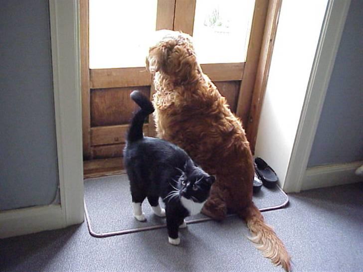 Blanding af racer Mennis - Mennis med Thor, der desværre døde 2 måneder efter Mennis billede 4