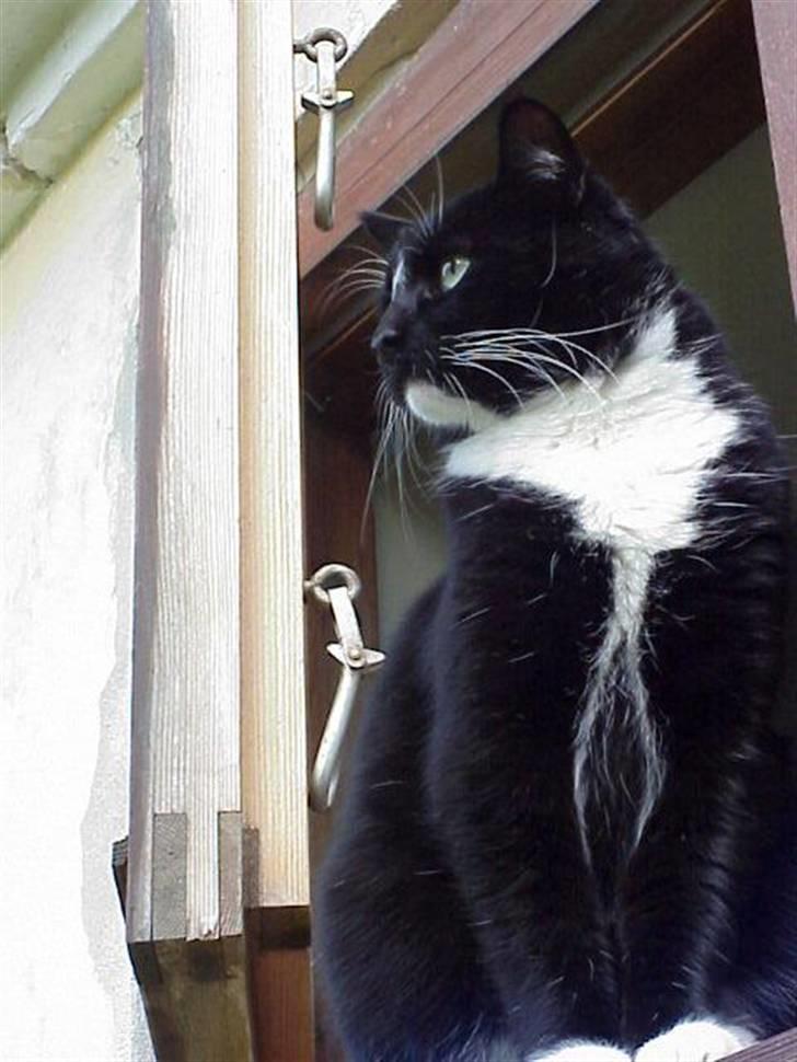 Blanding af racer Mennis - Over havedøren - perfekt overblik! billede 5