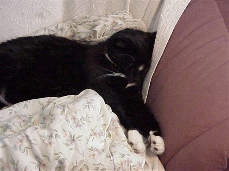 Blanding af racer Mennis - På sofaen i kontoret billede 6