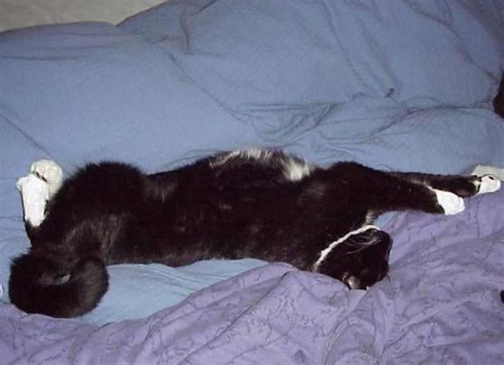 Blanding af racer Mennis - På sengen ... fast plads billede 7