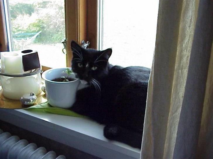 Blanding af racer Mennis - I vindueskarmen ovenpå - planten overlevede ikke længe ... billede 8