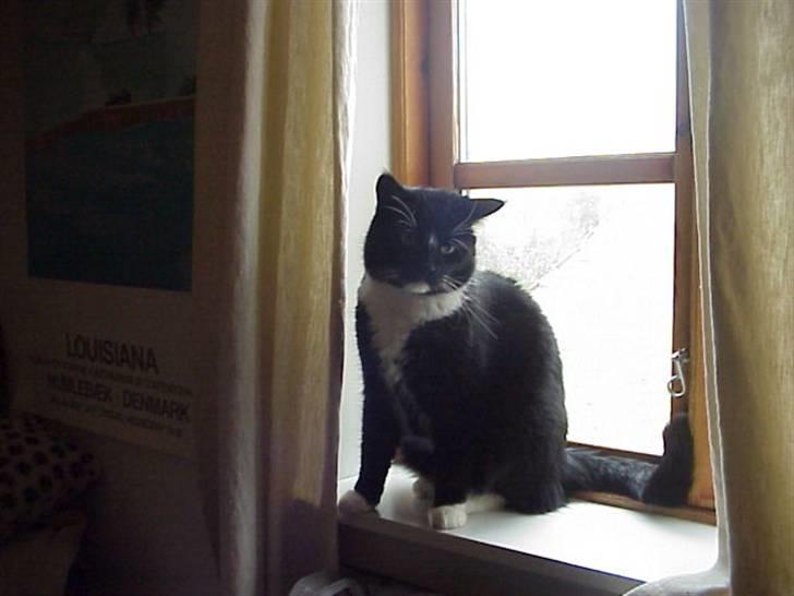 Blanding af racer Mennis - Lige vågnet billede 9