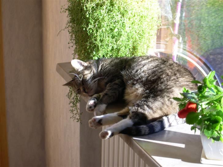 Huskat Plet *Død* billede 1