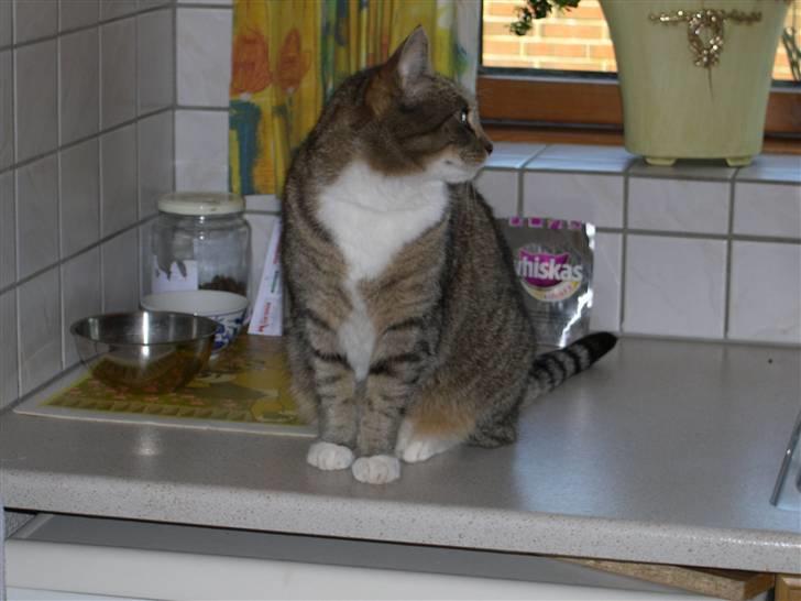 Huskat Plet *Død* billede 2