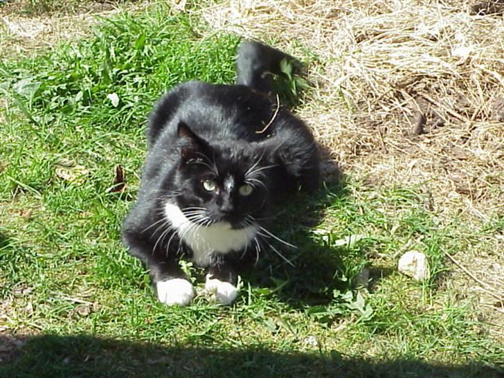 Blanding af racer Mennis - "Jagt" i gården - bytte: et blad! billede 10