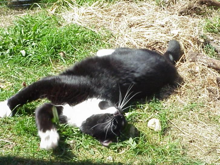 Blanding af racer Mennis - Gør sig lækker efter "vild jagt" i gården billede 11