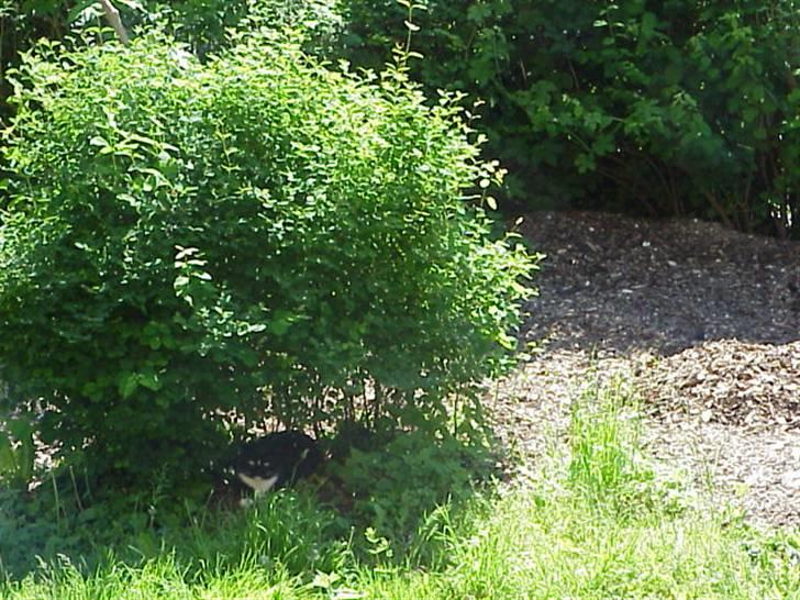 Blanding af racer Mennis - Under yndlingsbusken i haven billede 12