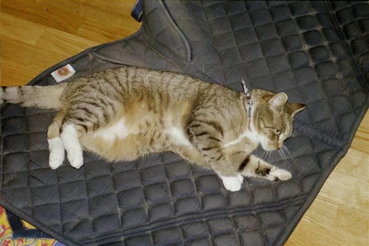 Huskat Plet *Død* billede 3