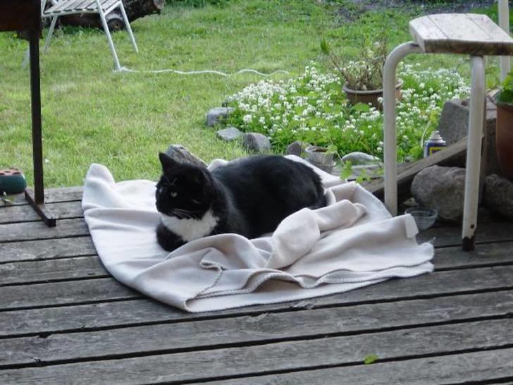 Blanding af racer Mennis - Luksusliv på varandaen billede 13