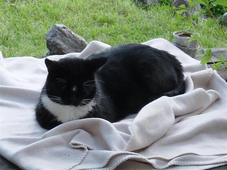 Blanding af racer Mennis - Luksusliv på varandaen billede 14