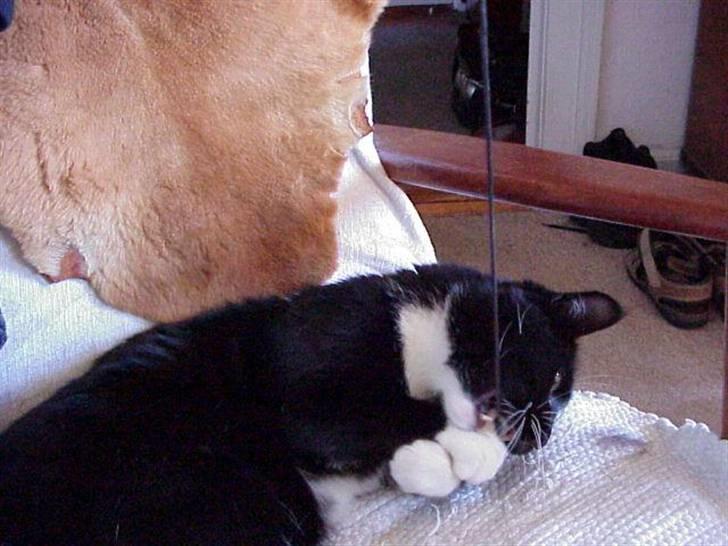 Blanding af racer Mennis - Snoren fanget og uskadeliggjort .. billede 15