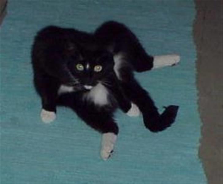 Blanding af racer Mennis - Ok ... det er ikke hans bedste vinkel - prøv et andet billede ;) billede 16