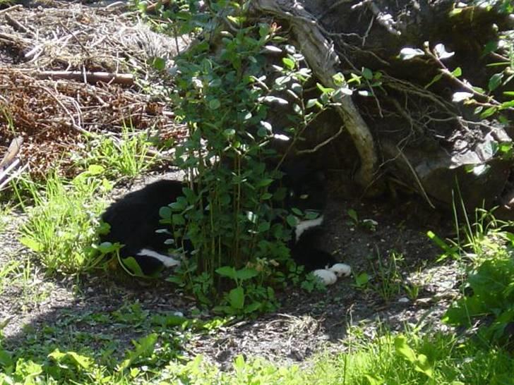 Blanding af racer Mennis - I haven ved yndlingsbusken billede 17