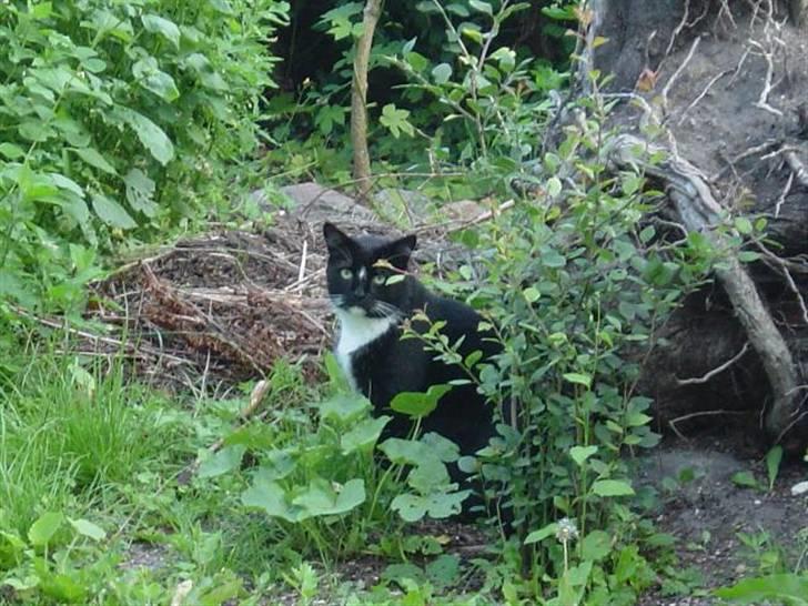 Blanding af racer Mennis - I haven billede 18