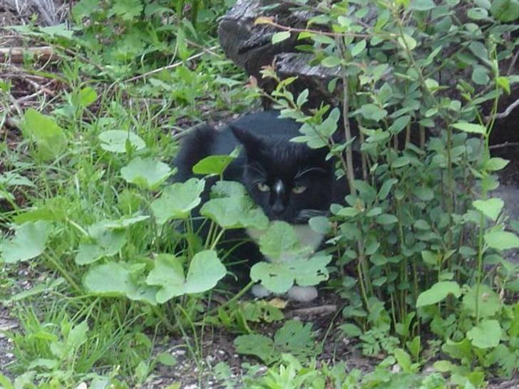 Blanding af racer Mennis - I haven billede 19