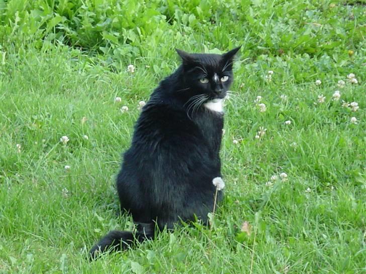 Blanding af racer Mennis - Det sidste billede - jeg så det først efter han blev ramt  billede 20