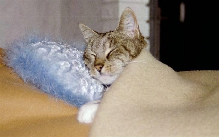 Huskat Plet *Død* billede 4