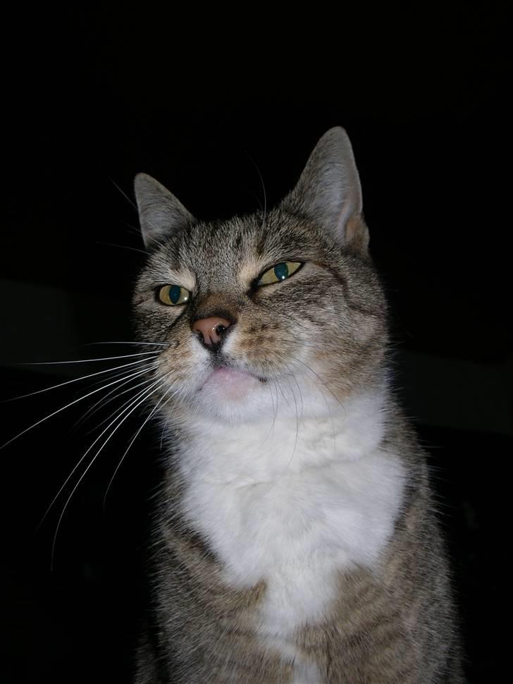 Huskat Plet *Død* billede 6