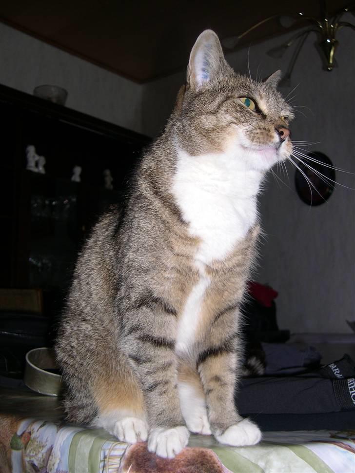 Huskat Plet *Død* billede 7