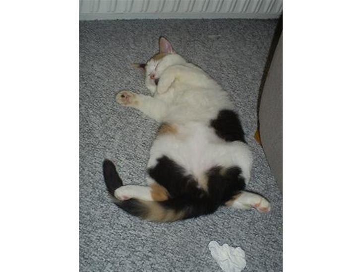 {{currentPhoto.altText}} billede {{currentPhoto.number}}