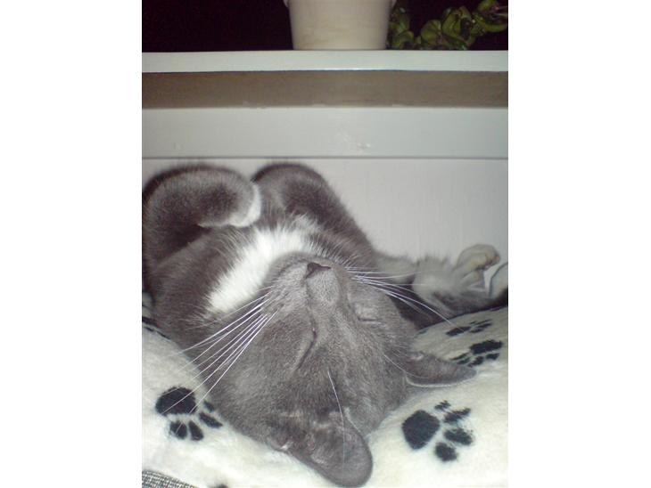 {{currentPhoto.altText}} billede {{currentPhoto.number}}