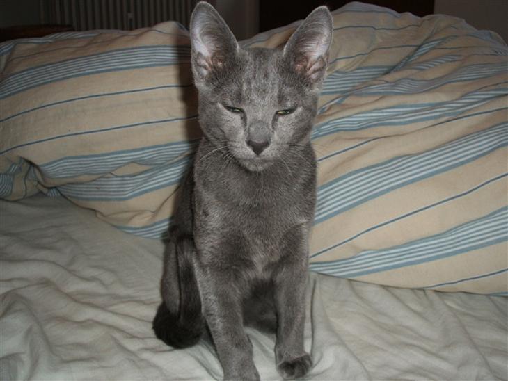 Russian Blue Lucky Luke - En træt lille Lucky, der lige er vågnet. billede 1