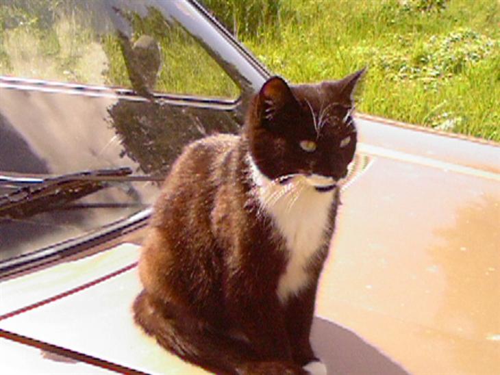 {{currentPhoto.altText}} billede {{currentPhoto.number}}