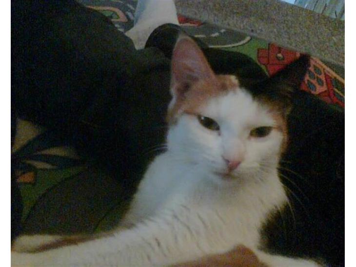 {{currentPhoto.altText}} billede {{currentPhoto.number}}