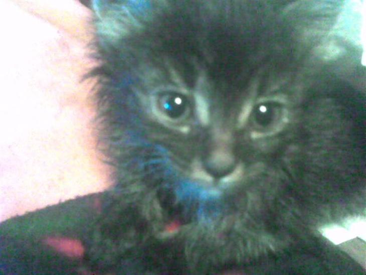 {{currentPhoto.altText}} billede {{currentPhoto.number}}