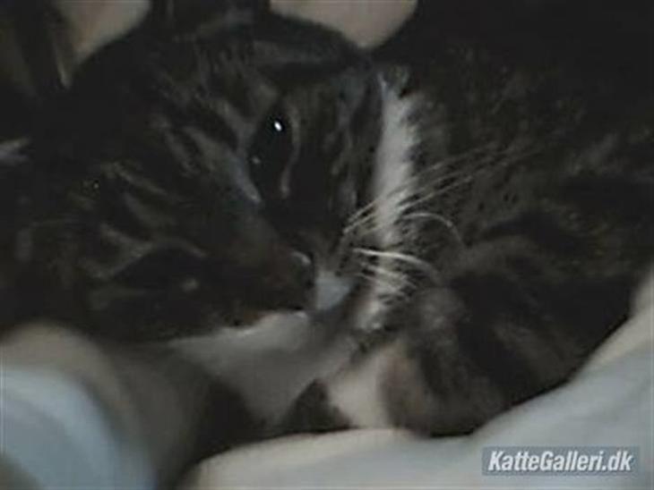 {{currentPhoto.altText}} billede {{currentPhoto.number}}