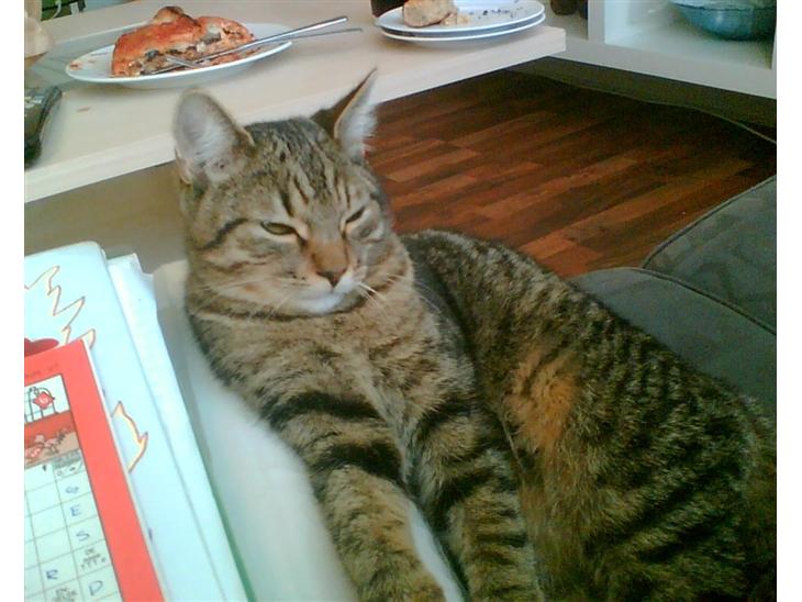 {{currentPhoto.altText}} billede {{currentPhoto.number}}