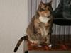 Blanding af racer Matilde