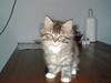 Blanding af racer GISMO