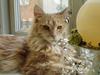 Maine Coon sally
