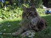 Maine Coon Løvehulens Hotlips [ Himmelkat]