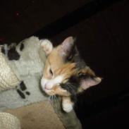 Blanding af racer Fie R.I.P