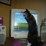 Blanding af racer Fie R.I.P