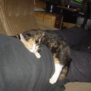 Blanding af racer Fie R.I.P