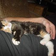 Blanding af racer Fie R.I.P