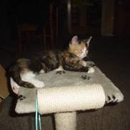 Blanding af racer Fie R.I.P