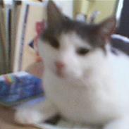 Blanding af racer tyson 