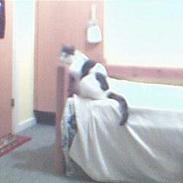 Blanding af racer tyson 