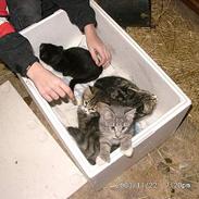 Blanding af racer Pusser